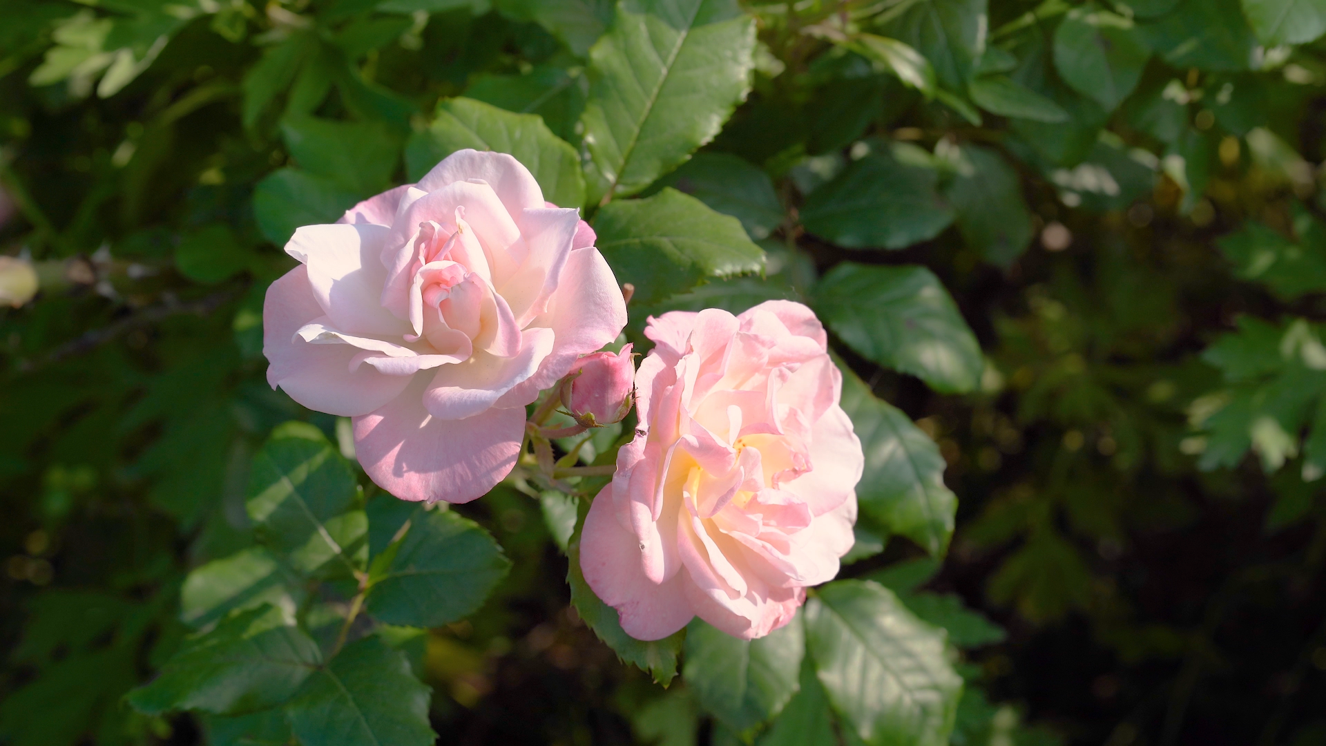 4K实拍夏日风光唯美花朵粉色玫瑰花月季空镜头自然风景视频的预览图
