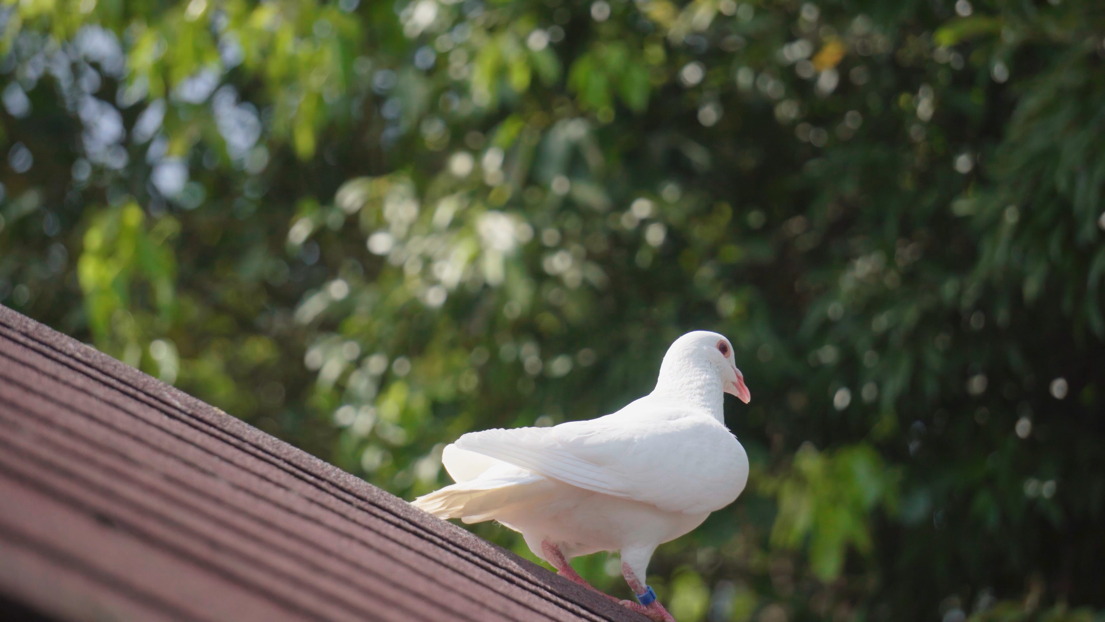 4K实拍唯美房檐上的白鸽大自然风景视频的预览图