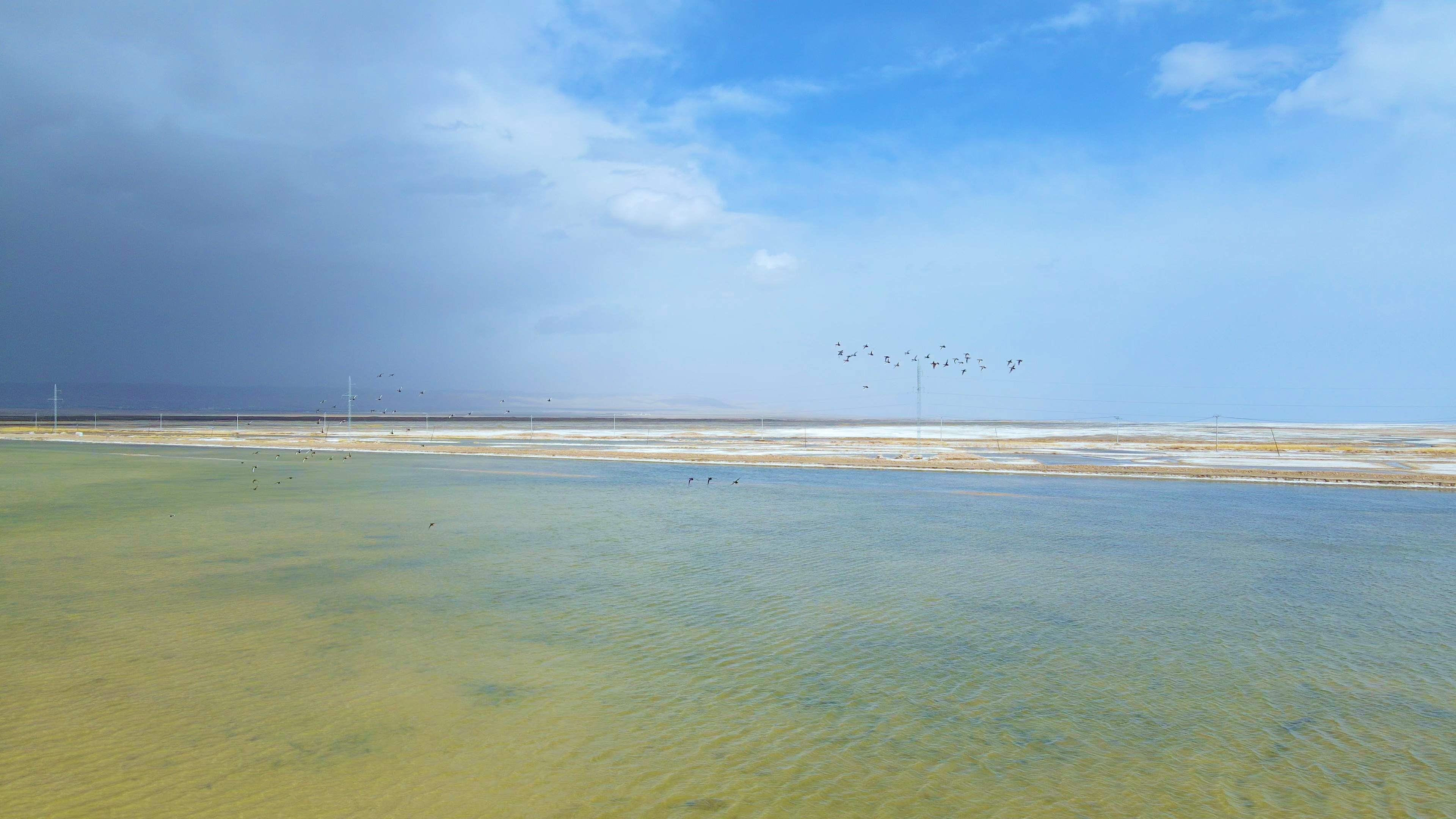 4K湿地野生鸟类飞翔自然风景航拍视频视频的预览图