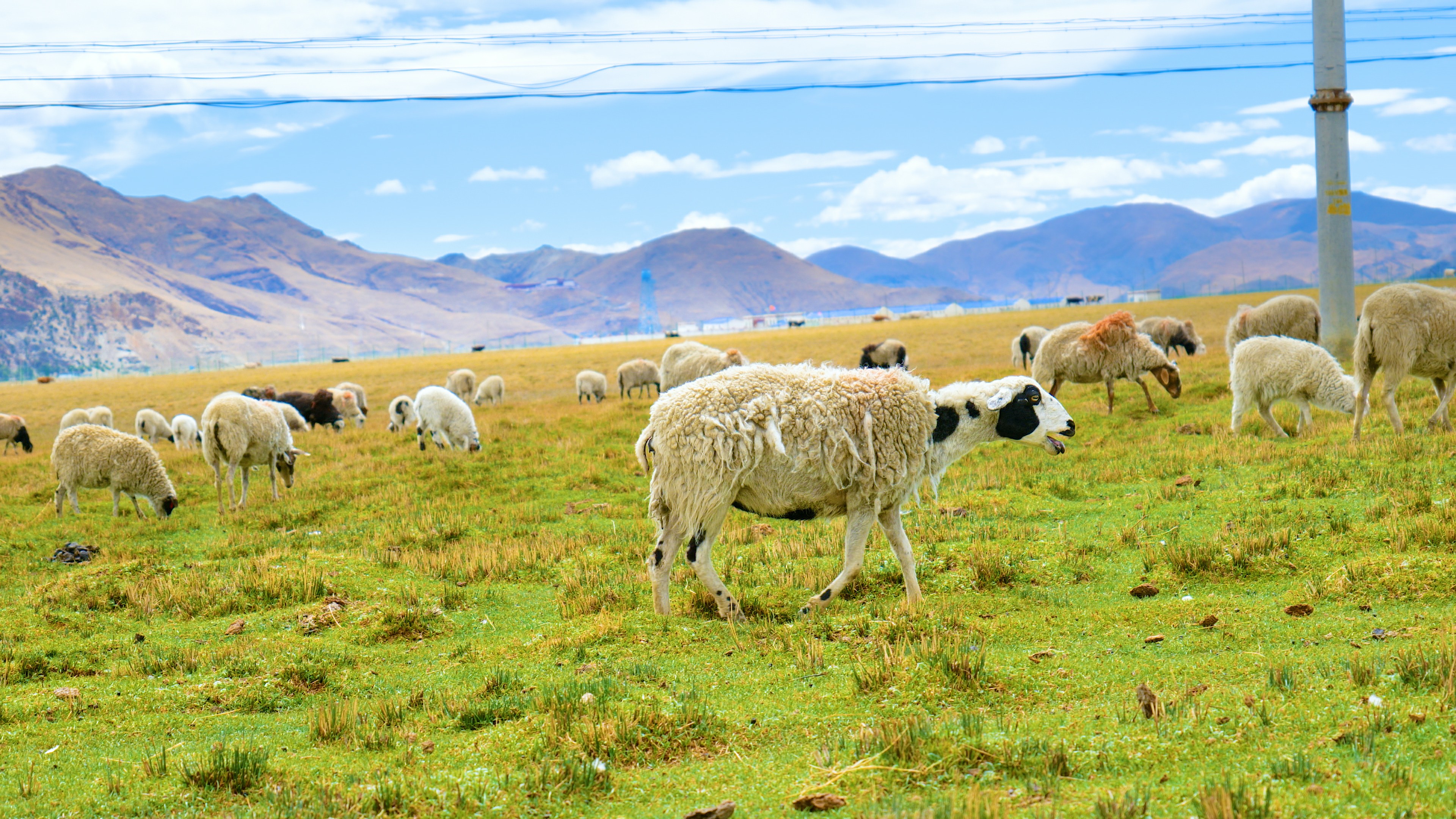 4k实拍清新草原牧场畜牧业绵羊牦牛吃草视频的预览图