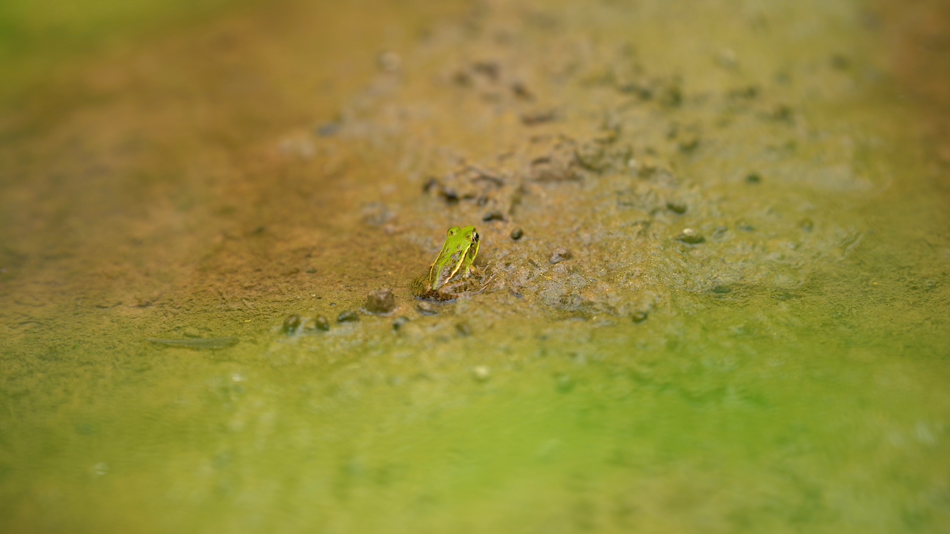 4K实拍夏日夏天夏季农村风景田园风光田间里的青蛙视频的预览图