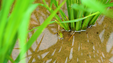 4K实拍夏日夏季夏天农村田园风景风光田野间的青蛙自然风景视频的预览图