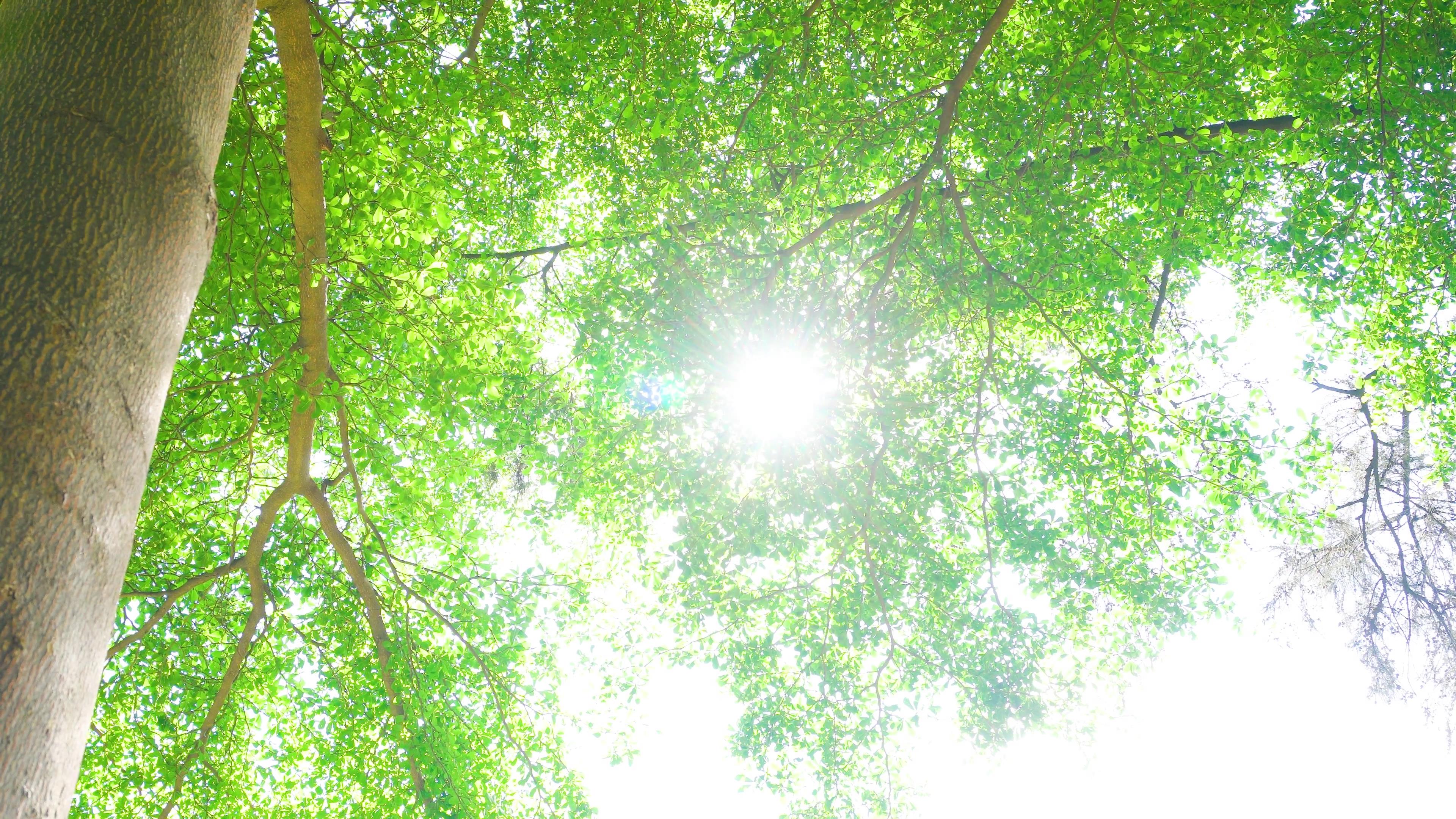4K夏天阳光透射树木树叶风景意境视频视频的预览图