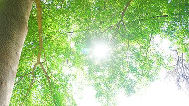 4K夏天阳光透射树木树叶风景意境视频视频的预览图