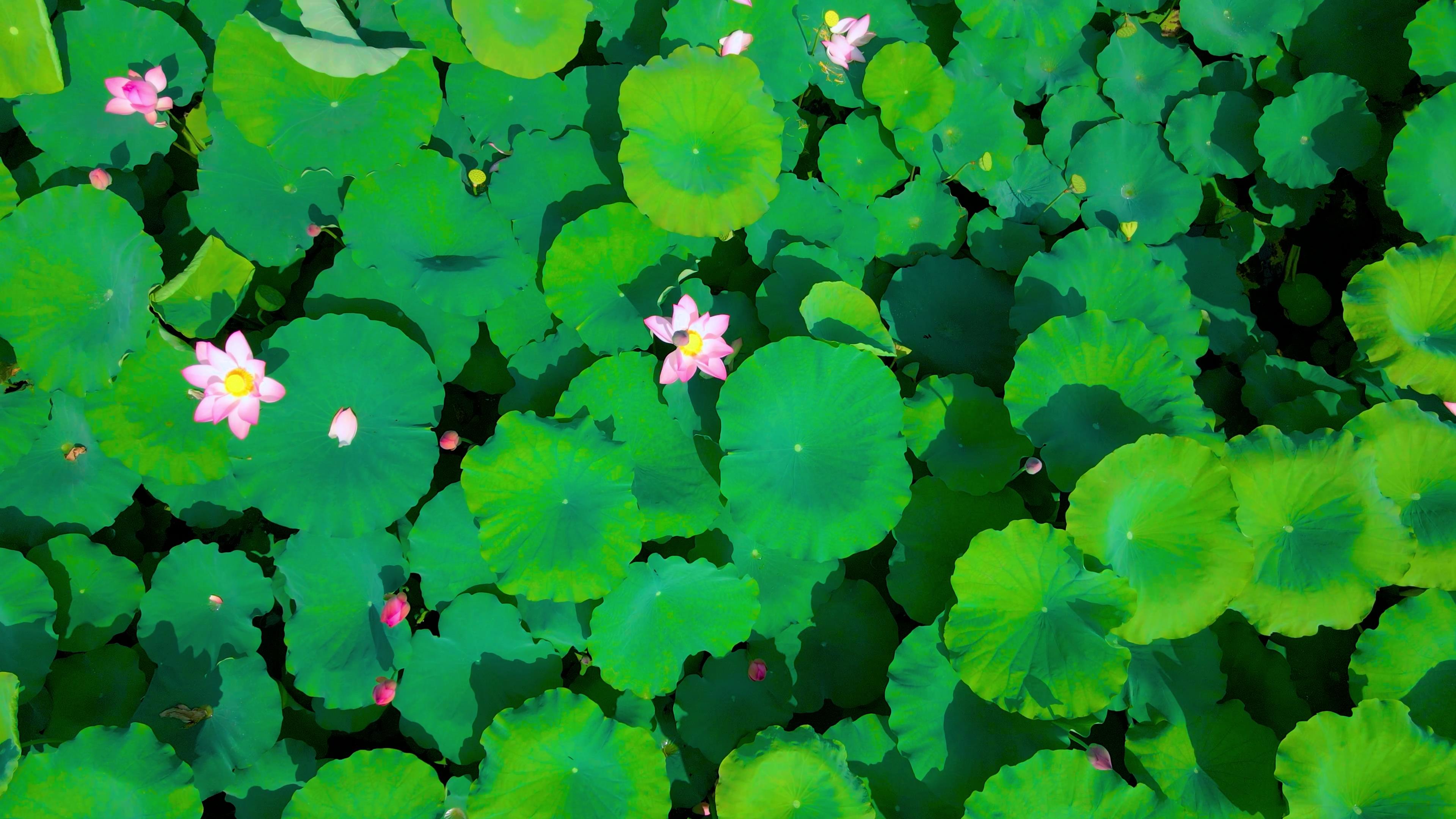 4K俯拍夏季池塘荷叶视频素材视频的预览图
