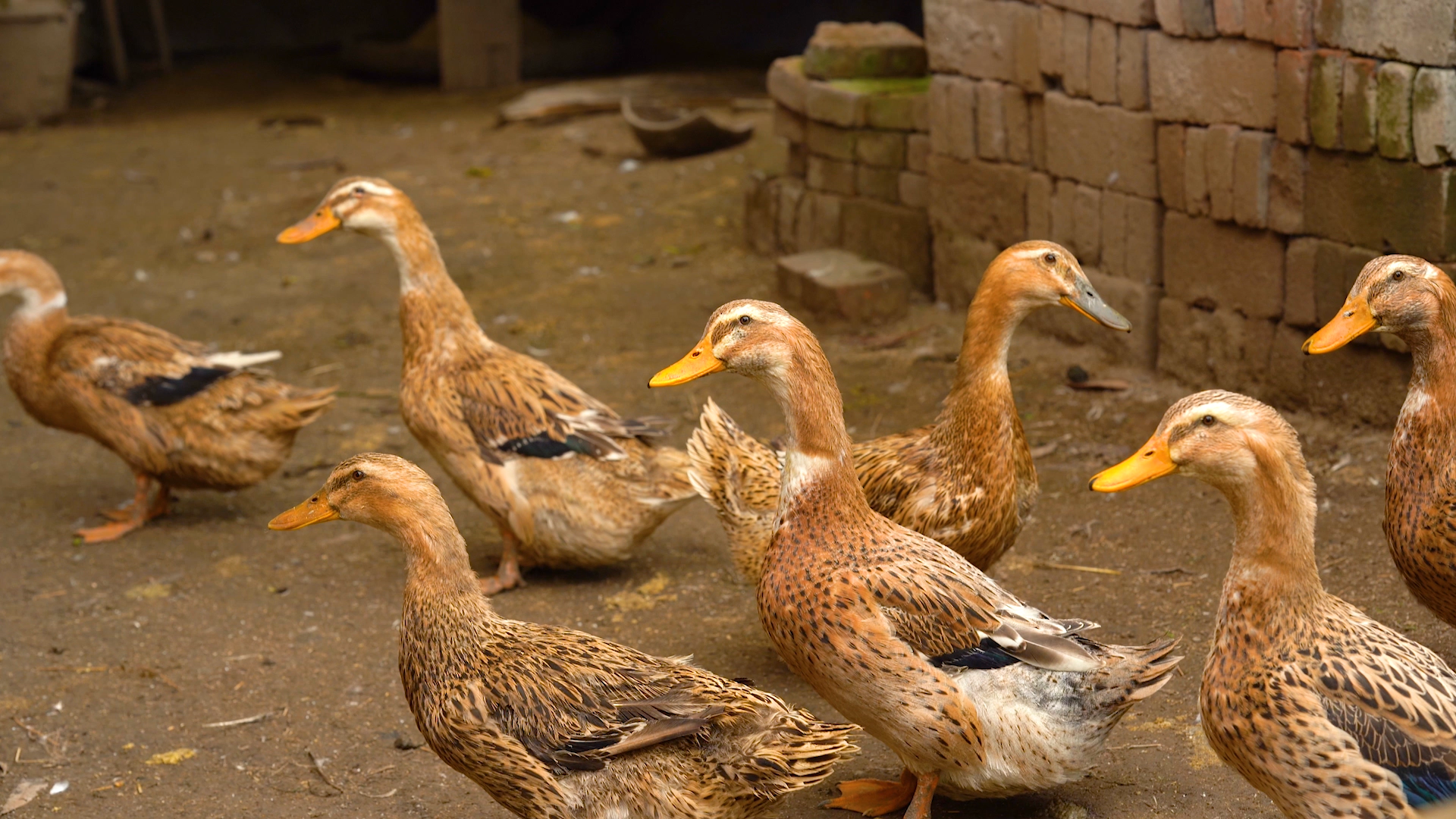 4K实拍农村饲养的家禽鸭子农村风景视频的预览图