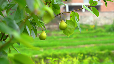 4K实拍夏季夏天农村田园风景风光梨子水果农业视频的预览图