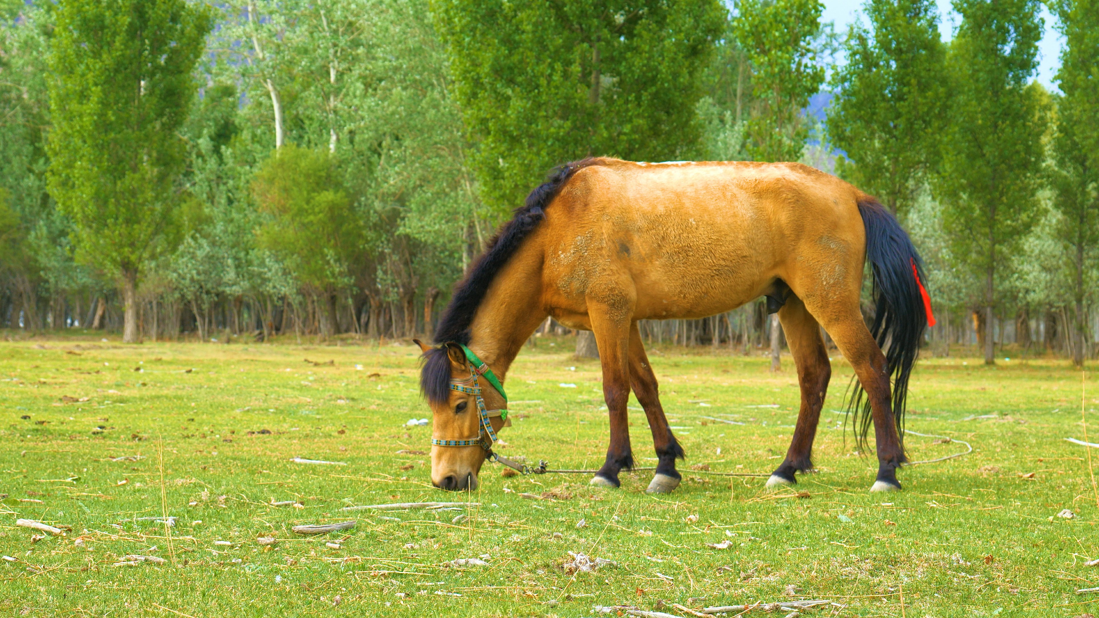 4k实拍草坪上马匹悠闲吃草视频的预览图