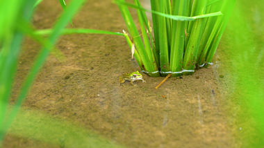 4K实拍夏日夏季夏天农村田园风景风光田野间的青蛙自然风景视频的预览图