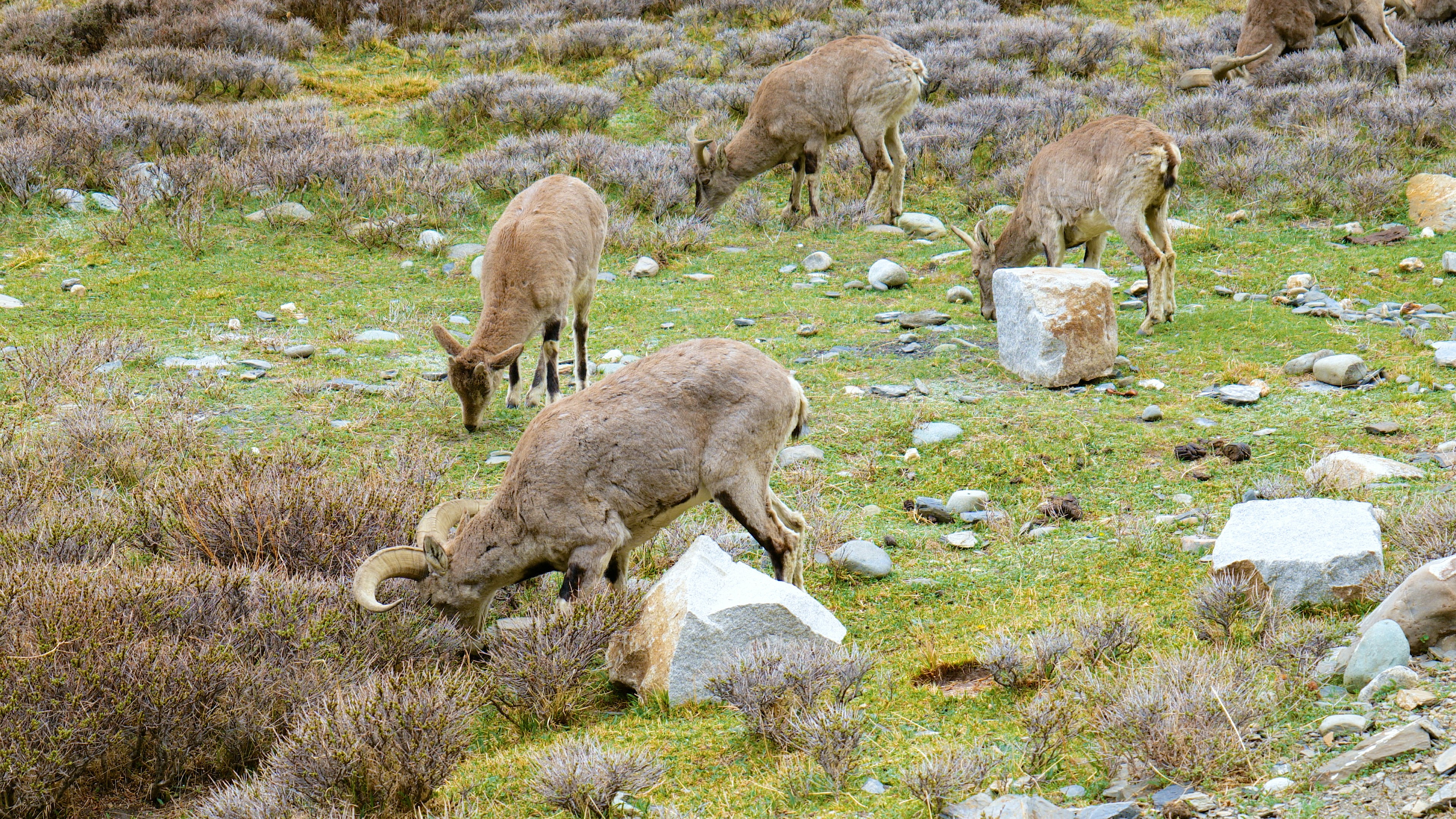 4k实拍青藏高原藏岩羊野生保护动物视频的预览图