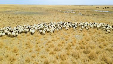 4K金色草原羊群奔跑放牧航拍视频视频的预览图