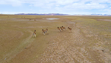 4K可可西里无人区草原藏野驴动物航拍视频视频的预览图