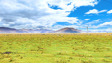 4k实拍蓝天白云下青藏高原吃草的羊群视频的预览图