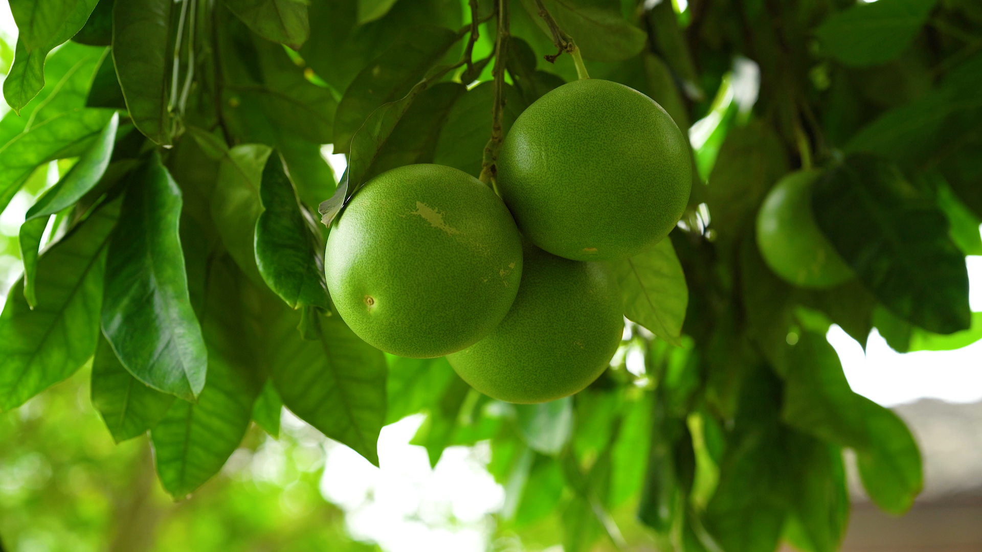 4K实拍夏日夏季夏天农村田园风景风光里成熟的青柚子橘子自然风景视频的预览图