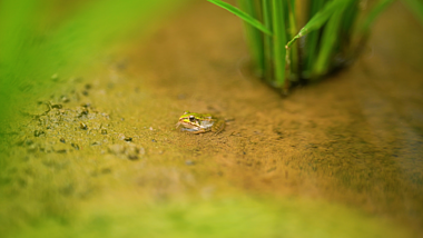 4K实拍夏日夏季夏天池塘田里的小青蛙视频的预览图