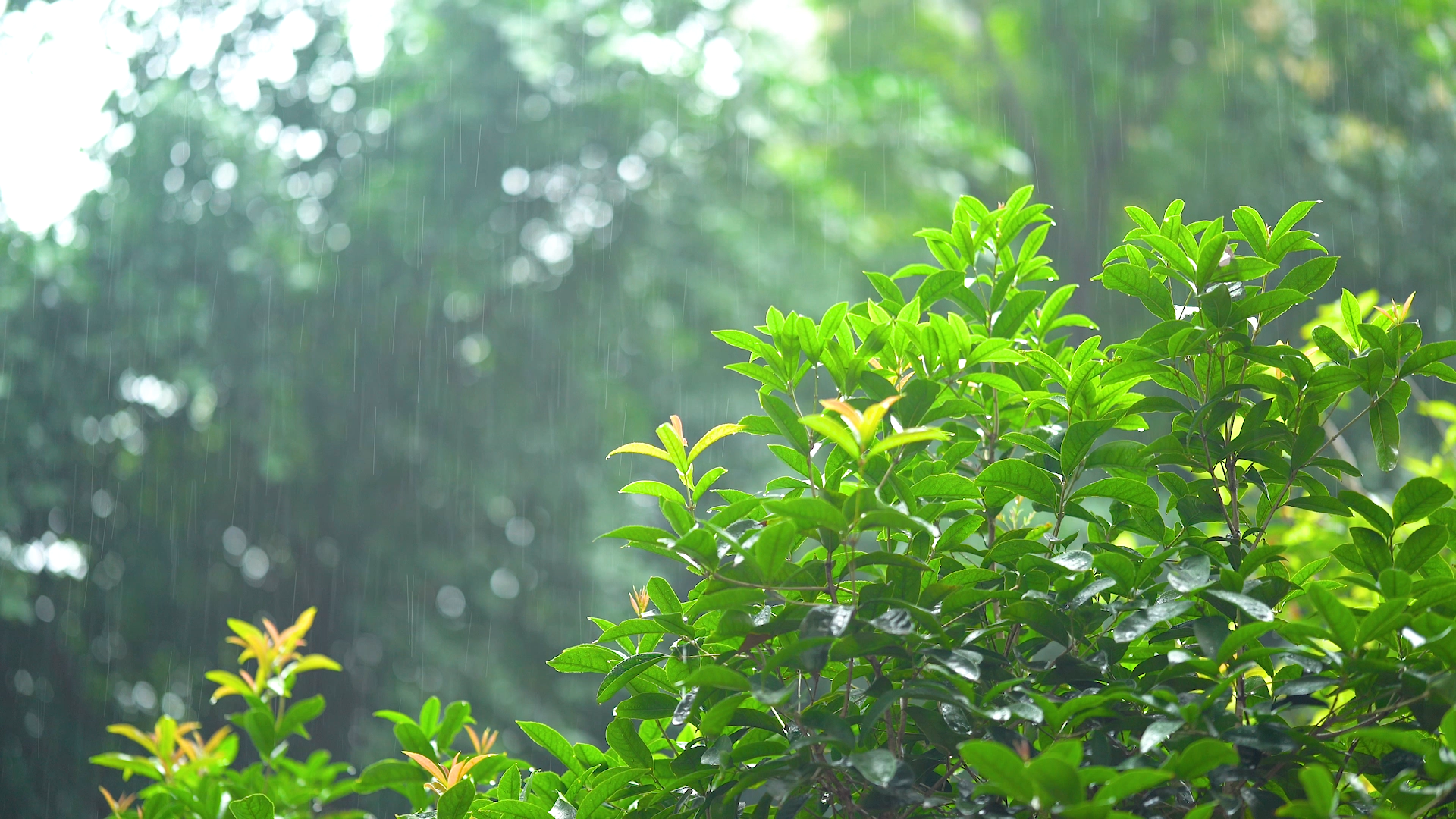 4K实拍夏天夏季夏日暴雨大雨下雨自然风景视频的预览图
