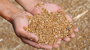 4K手捧小麦丰收农民手捧小麦麦子庄稼视频的预览图