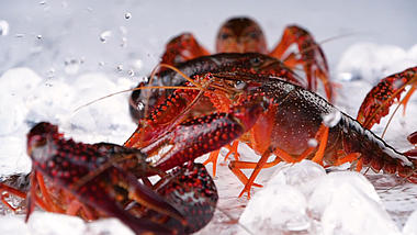 升格餐饮美食小龙虾生鲜活虾大虾虾子视频的预览图