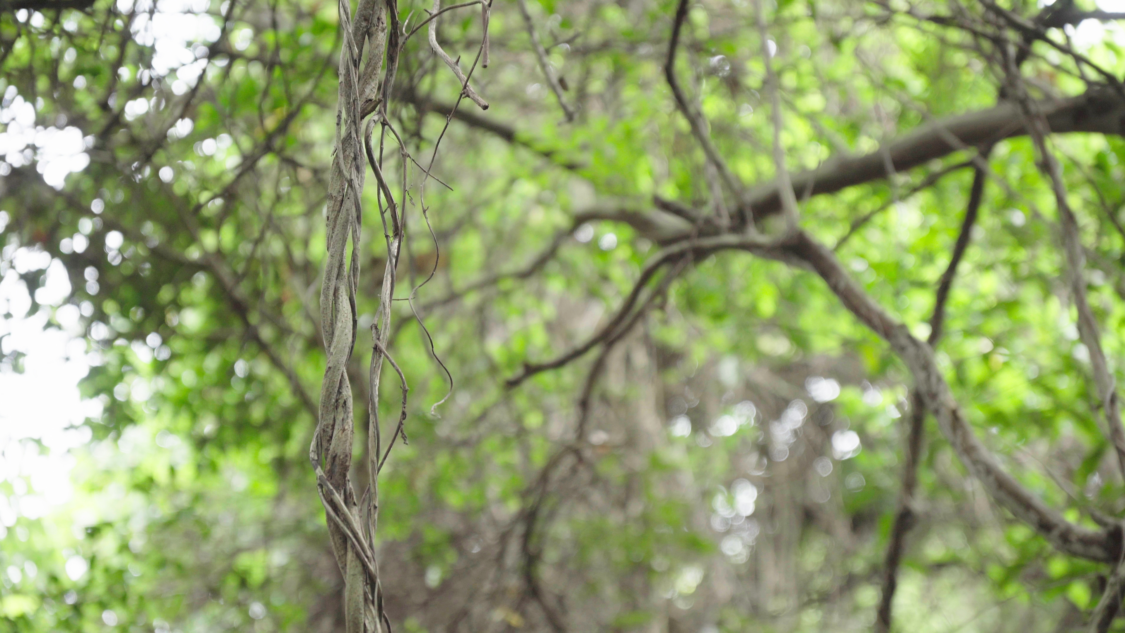 4k实拍丛林森林藤条树木意境空镜视频的预览图