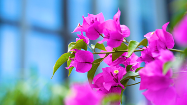 4k实拍唯美夏日夏季夏天花朵花卉植物自然风景视频的预览图