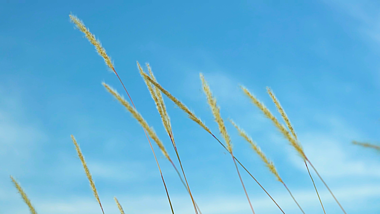 4k实拍唯美夏日夏天夏季芦苇飘动升格自然风景视频的预览图