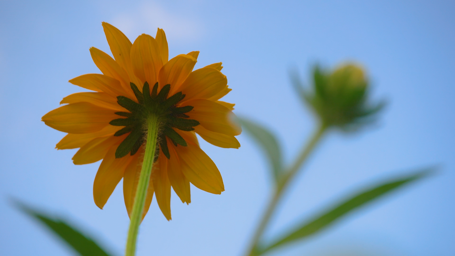 4k实拍夏日意境风光黄色花朵花卉鲜花视频的预览图