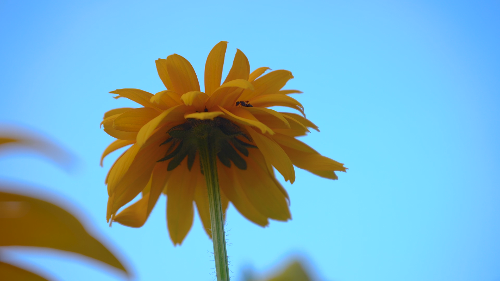 4k实拍唯美夏日菊花花朵自然风景意境空镜视频的预览图