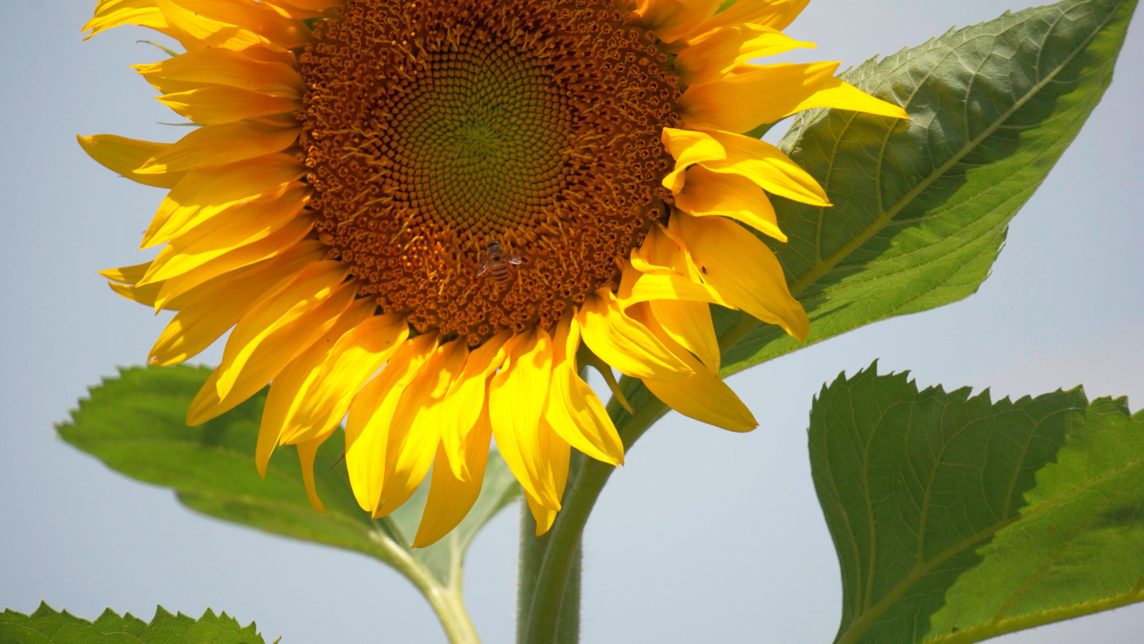 4K实拍夏天蜜蜂在向日葵上采蜜自然风景视频的预览图
