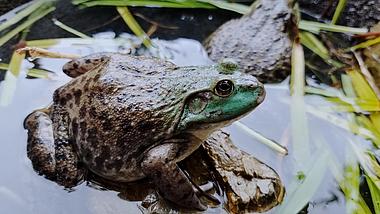 4K池塘青蛙田地里青蛙牛蛙动物视频的预览图