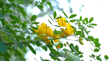 4k实拍唯美夏天树枝上盛开的花朵视频的预览图