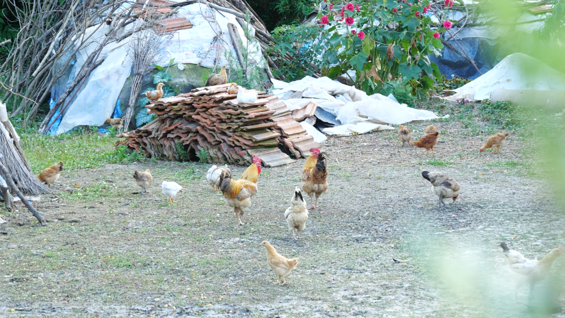 4K公鸡母鸡土鸡鸡群家禽农业养殖视频的预览图