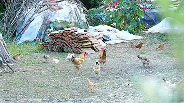 4K公鸡母鸡土鸡鸡群家禽农业养殖视频的预览图