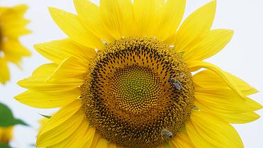 4K实拍夏日向日葵蜜蜂采蜜夏季夏天农村田园风景风光视频的预览图