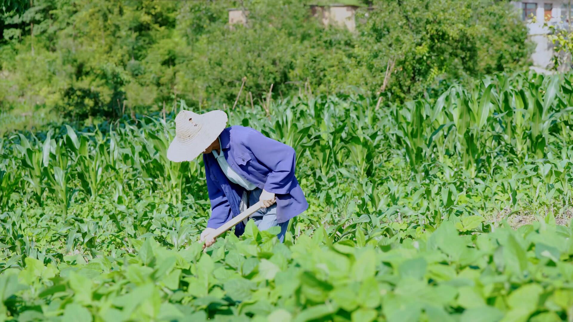 4K农民种地耕地土里播种挖土农业视频视频的预览图