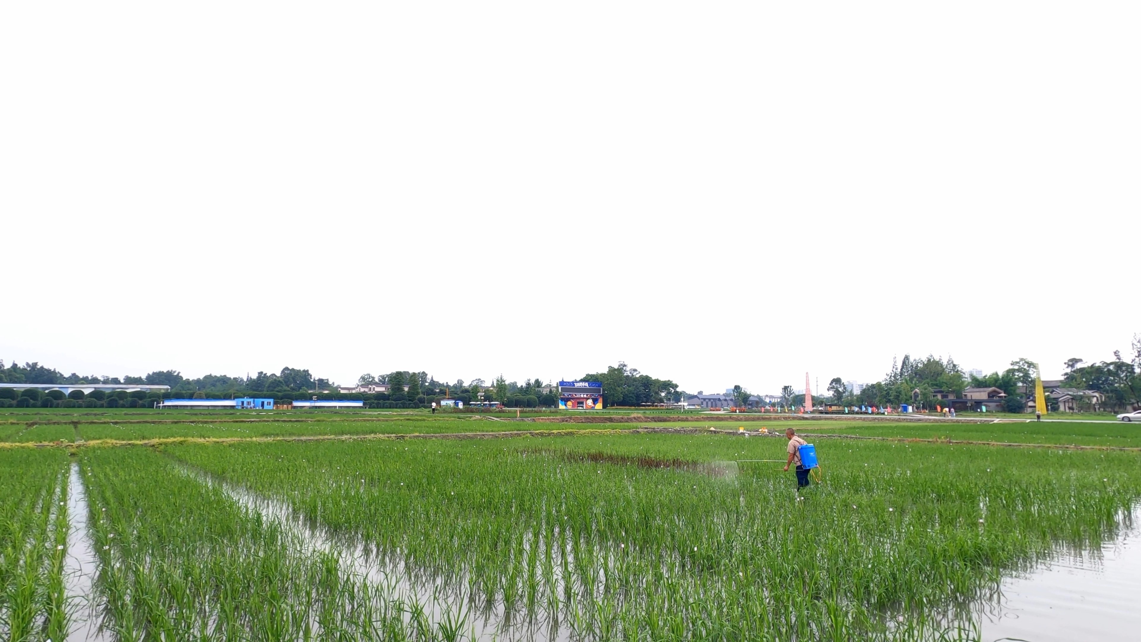 4K实拍乡村农村农业打药稻田风景视频的预览图
