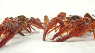 4K小龙虾生鲜食材水产鲜活的小龙虾餐饮美食视频的预览图