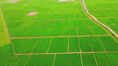 4K航拍杂交水稻种植基地绿油油稻田农业发展视频视频的预览图