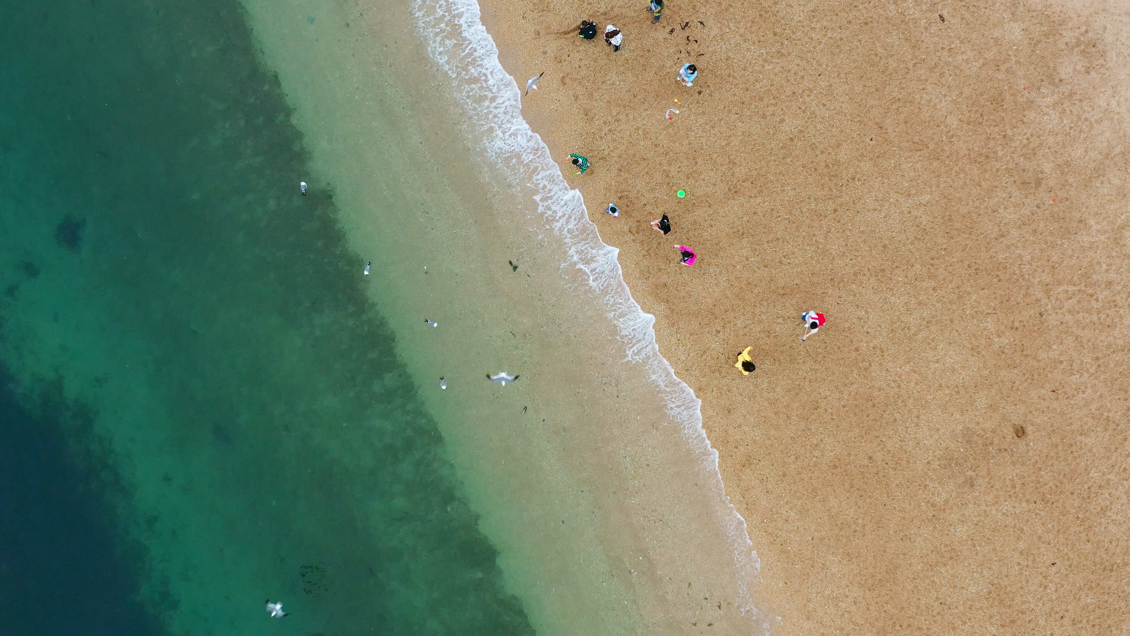 4k航拍俯拍环绕上升沙滩海水浪花海鸥飞翔视频的预览图