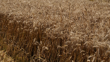 4K金色成熟小麦麦穗麦秆丰收谷物秋收季节视频的预览图