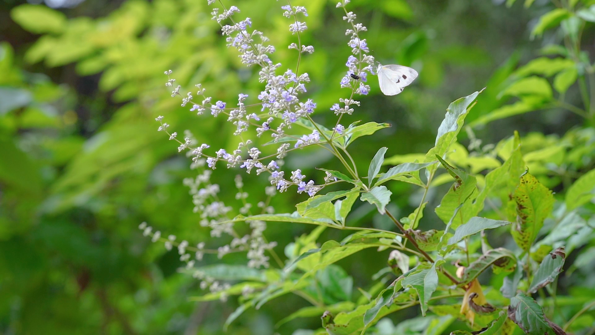 4k夏日风光飞舞在花朵丛中的白蝴蝶空境自然夏季夏天风景视频的预览图