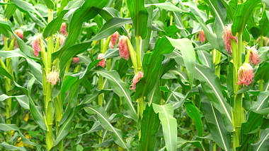4k实拍雨后成熟的的玉米地自然风景农村乡村田园风景视频的预览图