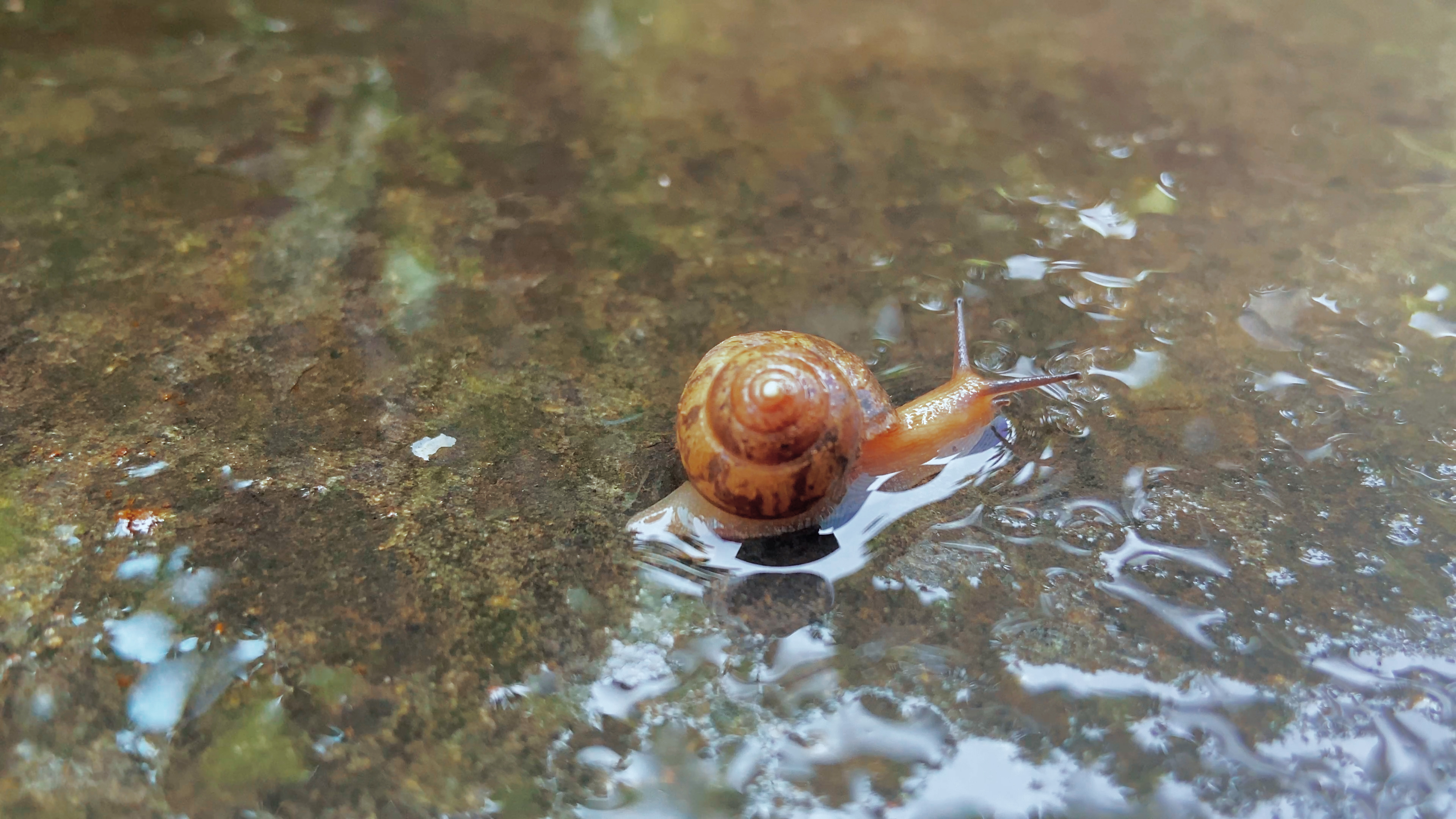 4K实拍自然雨后意境蜗牛视频的预览图
