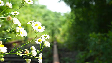 4K实拍夏季夏天夏日风景白色小雏菊盛开自然风景花朵花儿视频的预览图