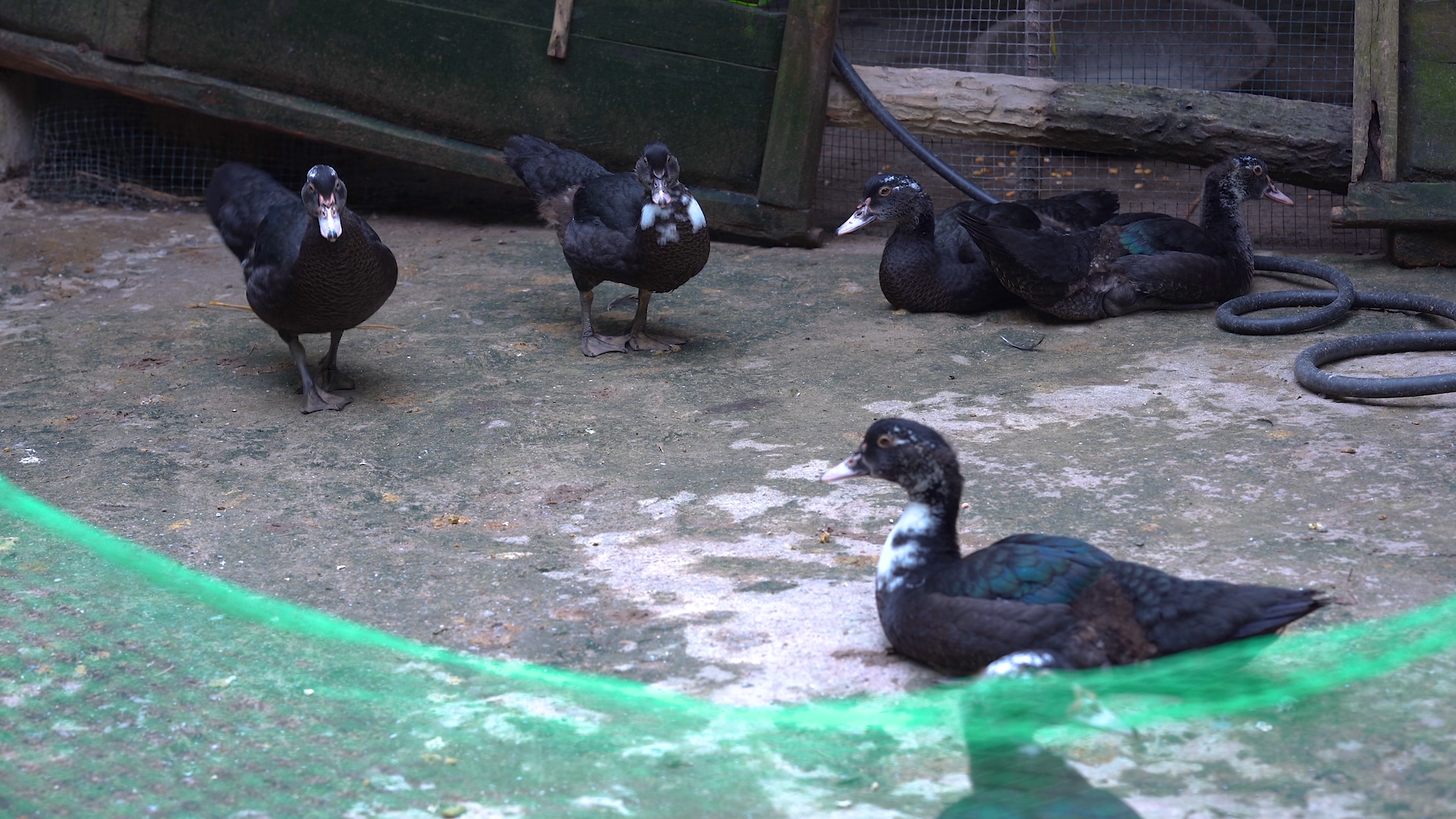 4k实拍乡村风光家禽黑鸭子养殖农村乡村风景视频的预览图