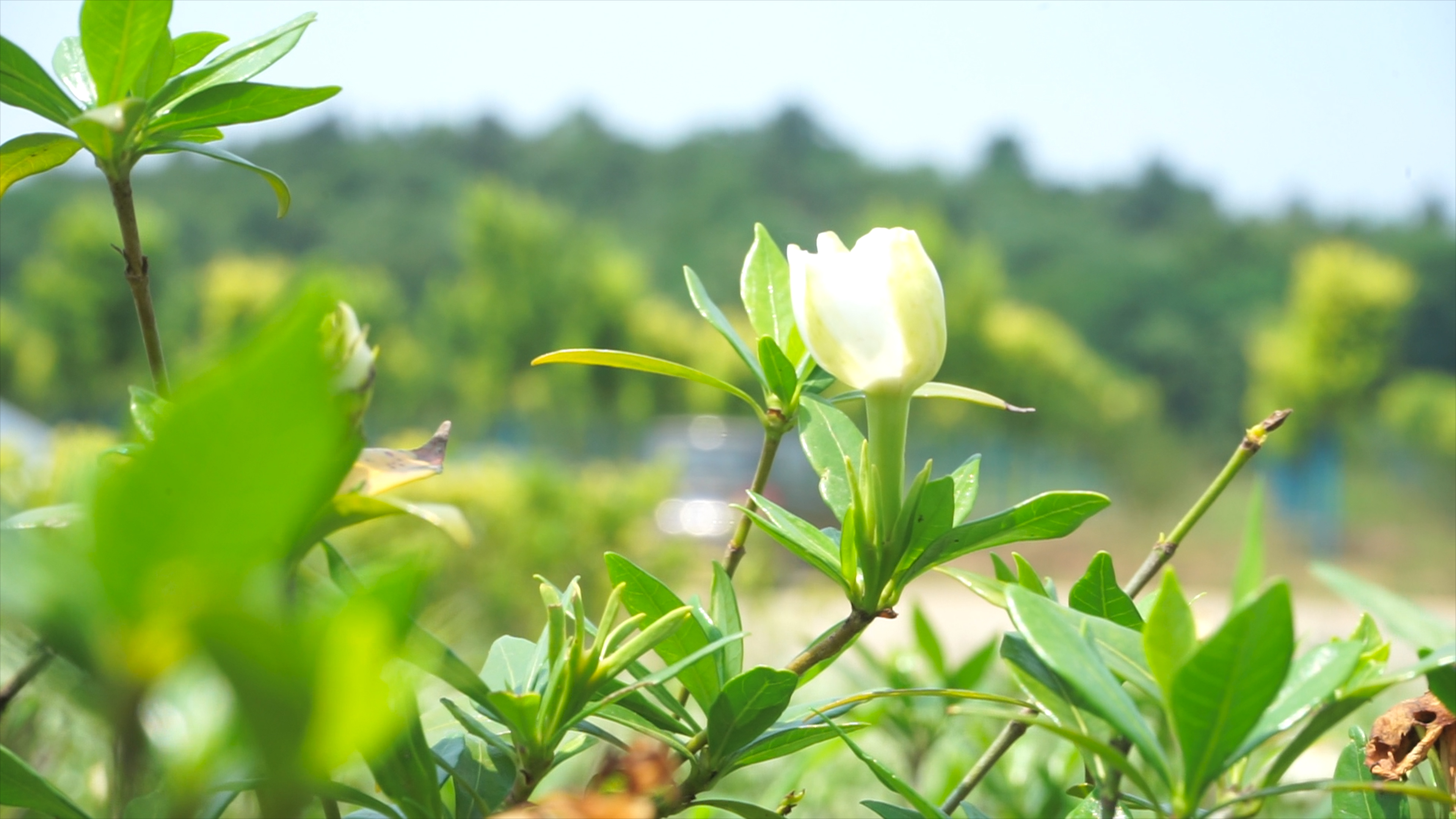4K实拍夏日夏日夏天风景花朵白色栀子花开了自然风景视频的预览图