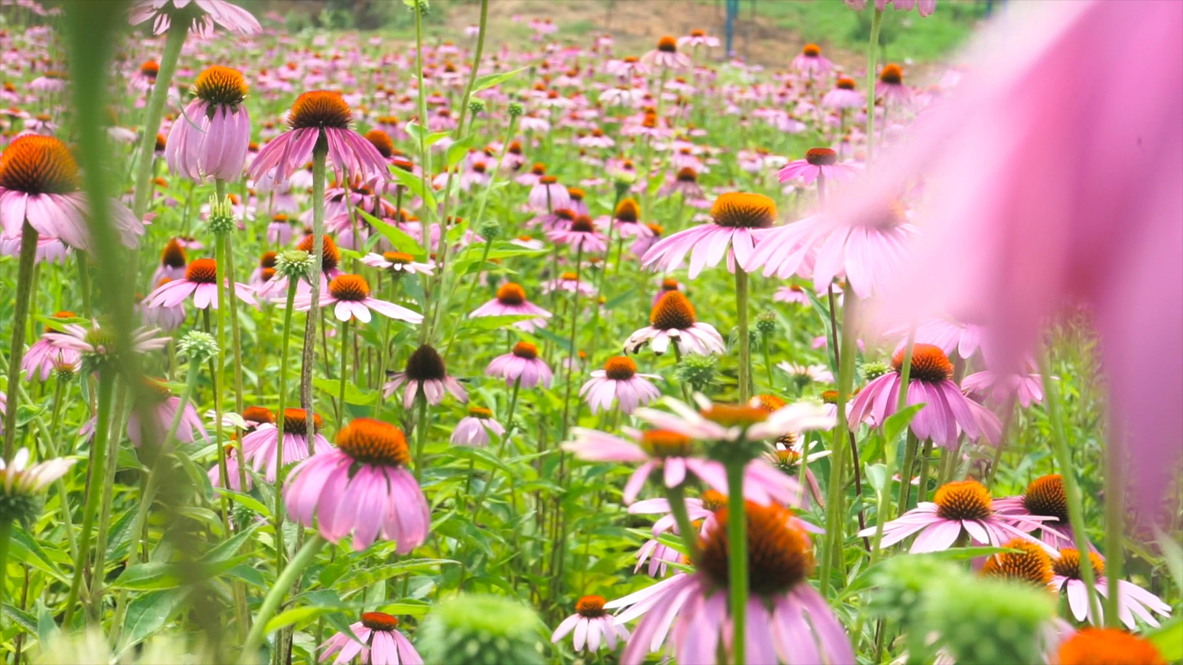 4K实拍夏季夏天夏日风景粉色花朵松果菊自然风景花朵花儿视频的预览图