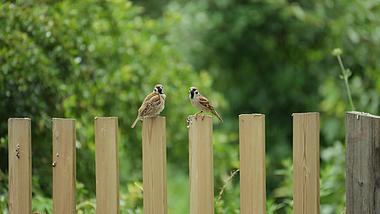 4k麻雀小鸟鸟儿在木头栅栏歇息鸟类实拍意境自然风景视频的预览图