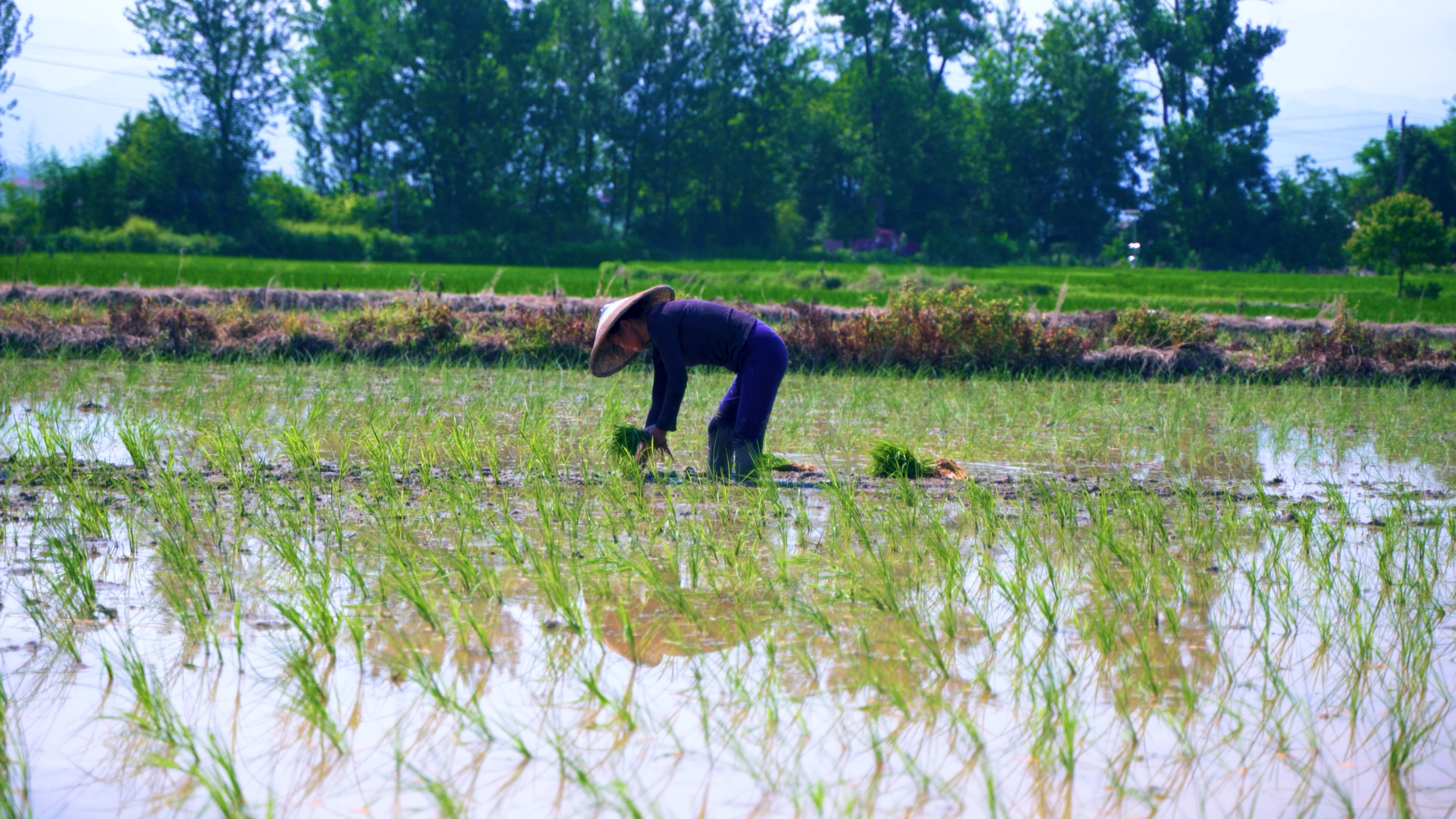 4K实拍农民种地种田栽禾苗种水稻农业劳作视频的预览图