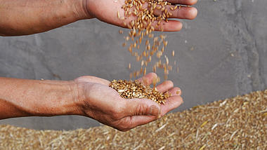 4k小麦农民手捧小麦粮食谷物庄稼丰收季视频的预览图