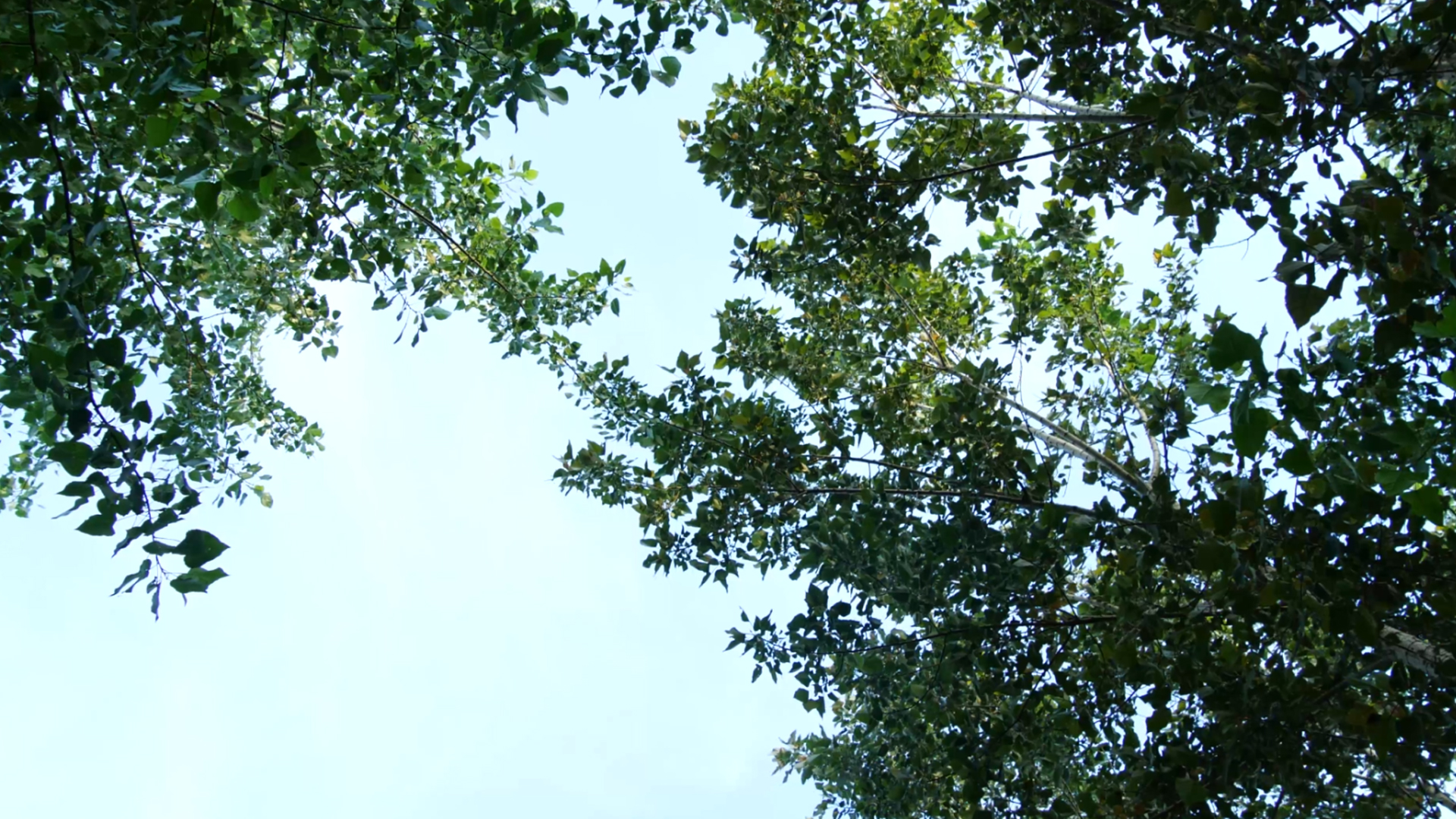 4K树叶透光天空炎炎夏日空境绿植自然风景大树视频的预览图